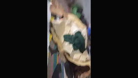 maturemilffatpu ssyfuckingandviralblowjob